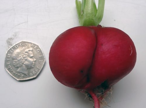 rude-radish-June-2017.jpg