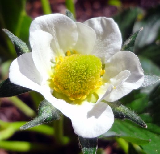 strawberry-flower-april-2017.jpg