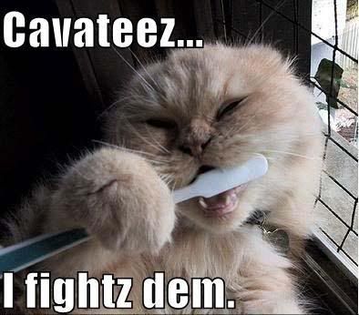 funny-pictures-cat-brushes-teeth.jpg