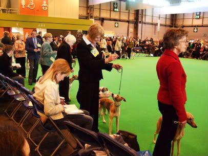 Crufts012.jpg