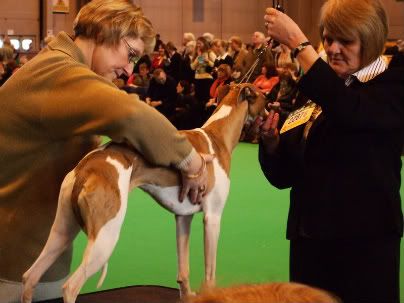 Crufts014.jpg