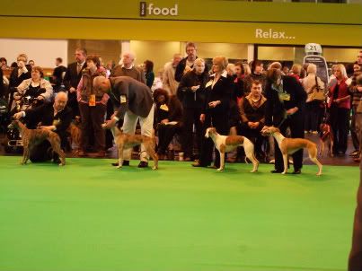 Crufts018.jpg