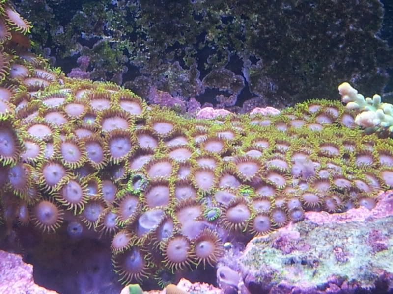 Show Your Best and Favorite Zoas Reef Central Online Community