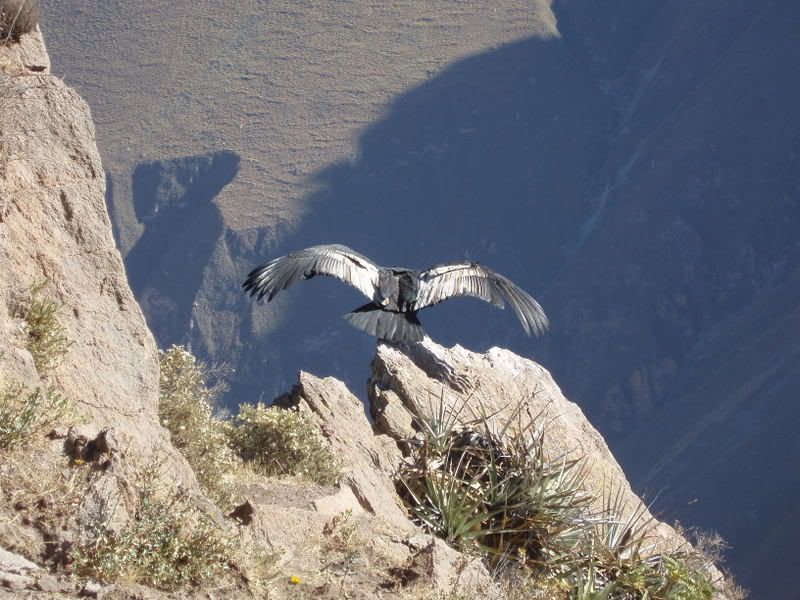 Condor Getting Ready to Fly Pictures, Images and Photos