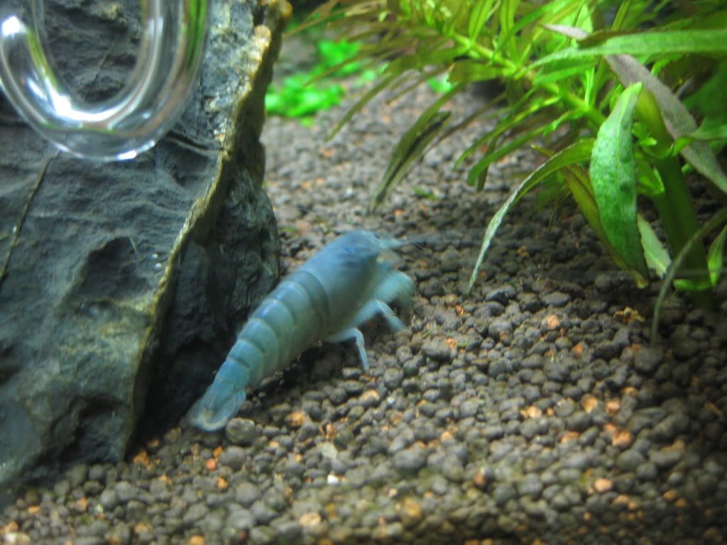 African Filter Shrimp