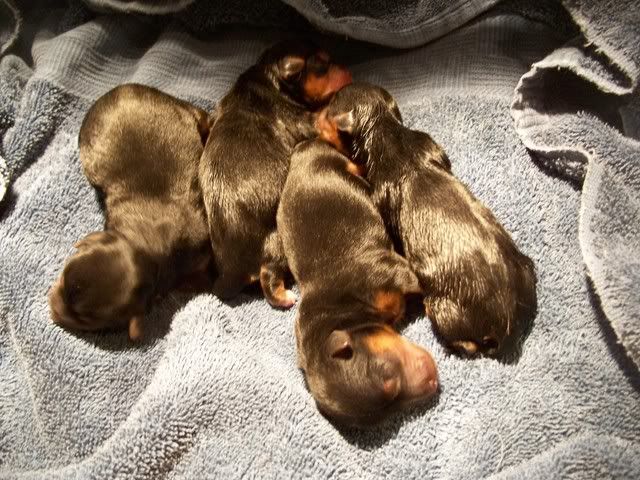 Puppies at birth