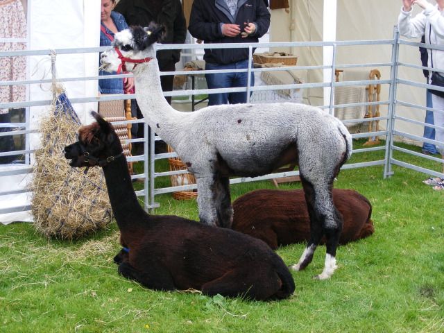 ConistonGameFair23rdJuly2012003.jpg