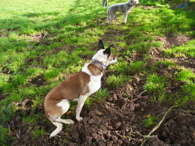 Ferreting012.jpg