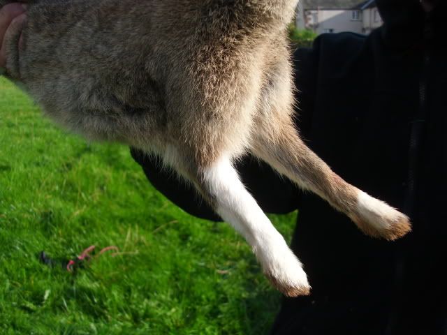 Ferreting022.jpg
