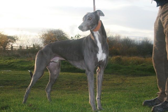 Greyhound_England_Expects-_2big.jpg