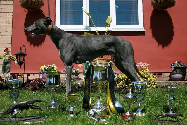 Greyhound_England_Expects-big.jpg