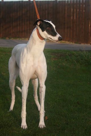 Greyhound_Harry_Patch-_2big.jpg