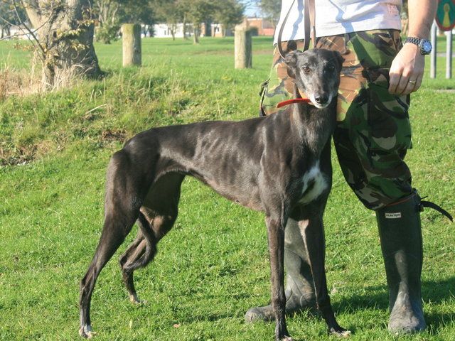 Greyhound_Sharons_Hollie-_2big.jpg