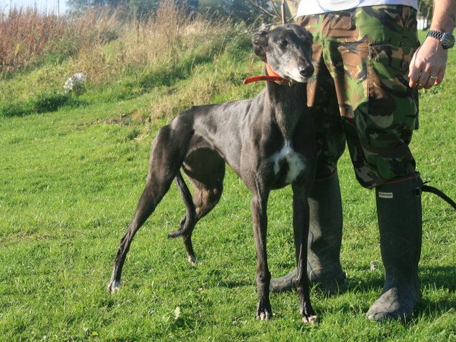 Greyhound_Sharons_Hollie-big.jpg