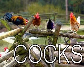 cocks.jpg