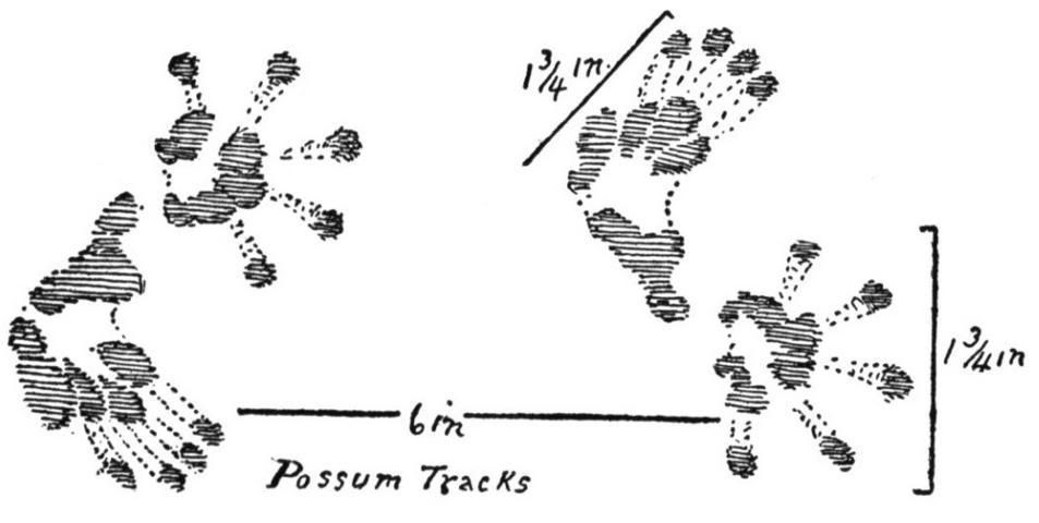 Possum Tracks