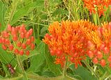 Butterfly Milkweed