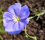 Blue Flax