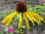 Bush's Coneflower