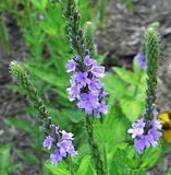 Hoary Vervain