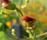 Late Figwort