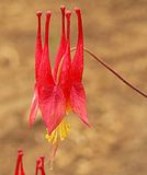 Native Columbine