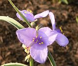 Ohio Spiderwort