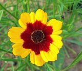 Plains Coreopsis