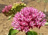 Purple Milkweed