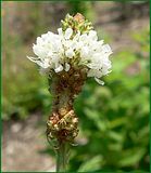 White Prairie Clover