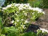 White Snakeroot