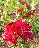 Carnival Red Hollyhock