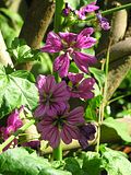 Tree Mallow