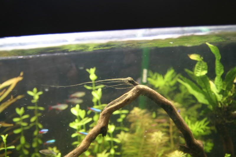 Brown Slimy algae??? Algae Aquatic Plant Central