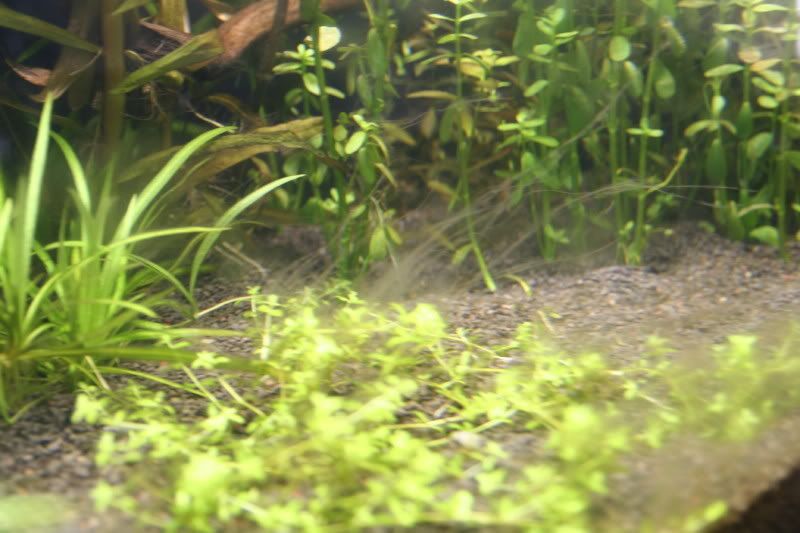 Brown Slimy algae??? Algae Aquatic Plant Central