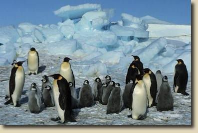 pinguins voor Dennis