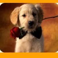 [img]http://i37.photobucket.com/albums/e79/karinestraaten/pupmetroos.jpg[/img]