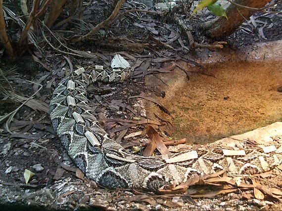 gaboonviper.jpg