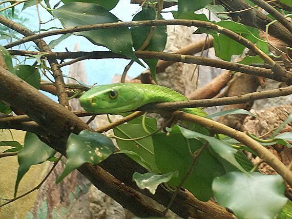 greenmamba2.jpg