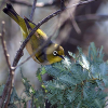 Terciel Silvereye Avatar