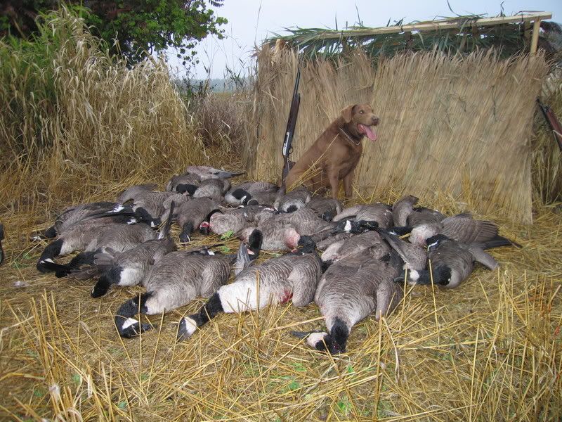 Gun camo tape for goose Canadian Gun Nutz