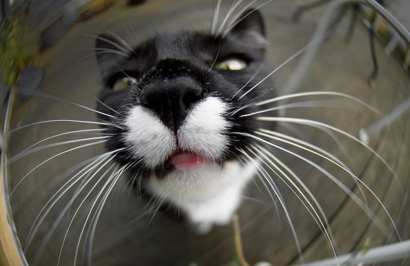 muumin_fisheye.jpg