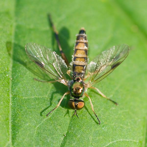 i37.photobucket.com/albums/e84/coopder/1Soldier-fly---Chorisops-tibialis-2.jpg