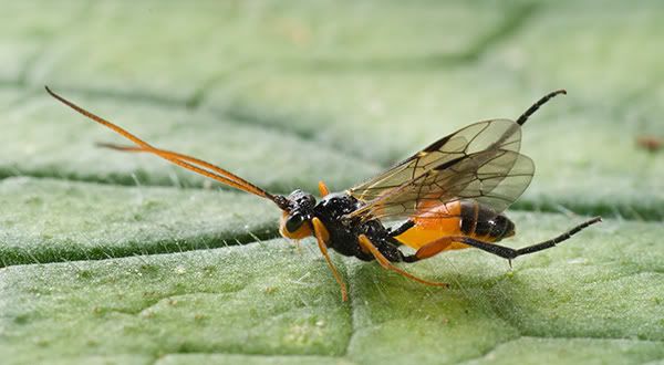 i37.photobucket.com/albums/e84/coopder/ichneumon-wasp-unknown2.jpg