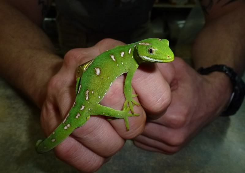 most expensive reptile you've seen? Page 4 Reptile Forums