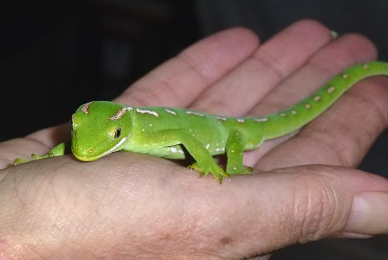 emsworth reptile shop