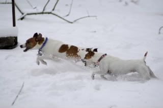 IMAGE: http://i37.photobucket.com/albums/e86/LAURAP33/ebay/snow/dogschasen.jpg