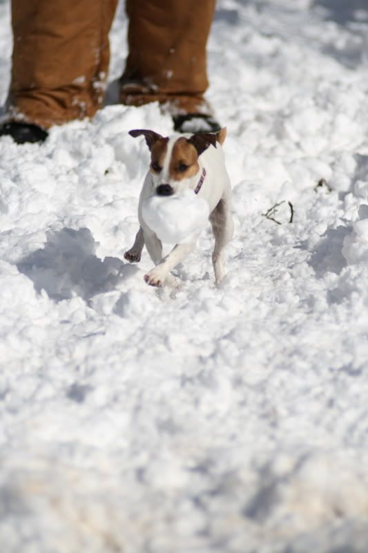 IMAGE: http://i37.photobucket.com/albums/e86/LAURAP33/ebay/snow/snowday0003.jpg