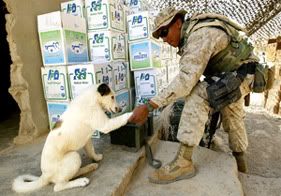 soldier and dog