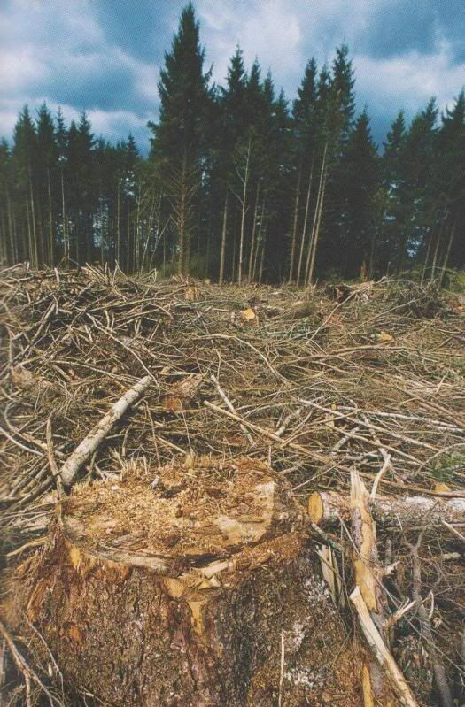 deforestation Pictures, Images and Photos